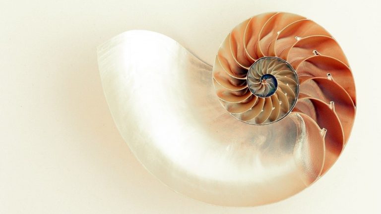 Empty-Shell oder shell conversion Ansatz zur Migration auf S/4HANA